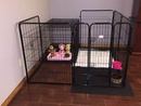 1m high puppy/pet safe play pen - whelping/raising